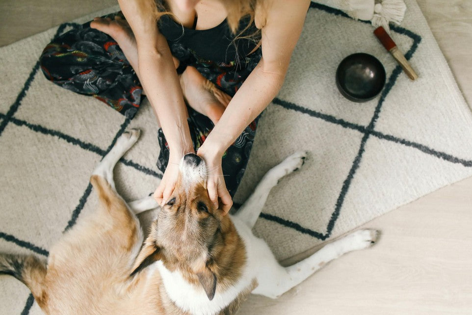 I love your rugs but what if " My Pet Pooped 💩 on My Rug! – What Do I Do?"