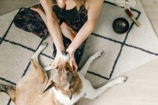 I love your rugs but what if " My Pet Pooped 💩 on My Rug! – What Do I Do?"